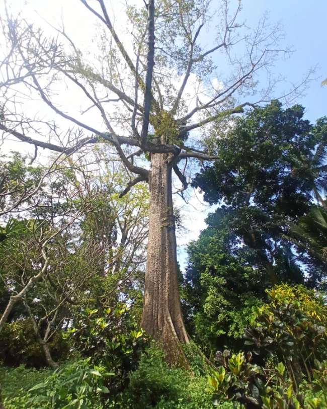 Pohon Randu Gede