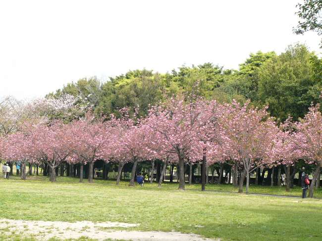 Taman Sakura Kebun Raya Cibodas